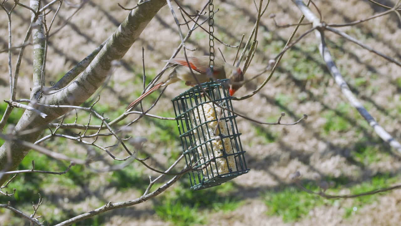 cardenal del norte hembra comiendo en un comedero para pájaros sebo durante el invierno tardío en carolina del sur