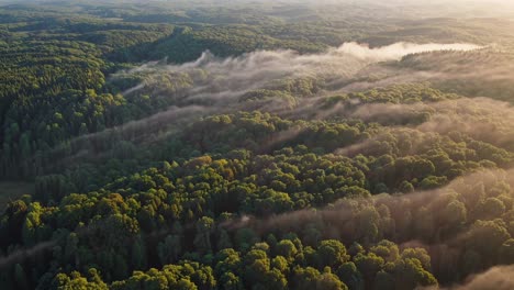 Aerial video capturing a vast forest with mist weaving through the trees at sunrise