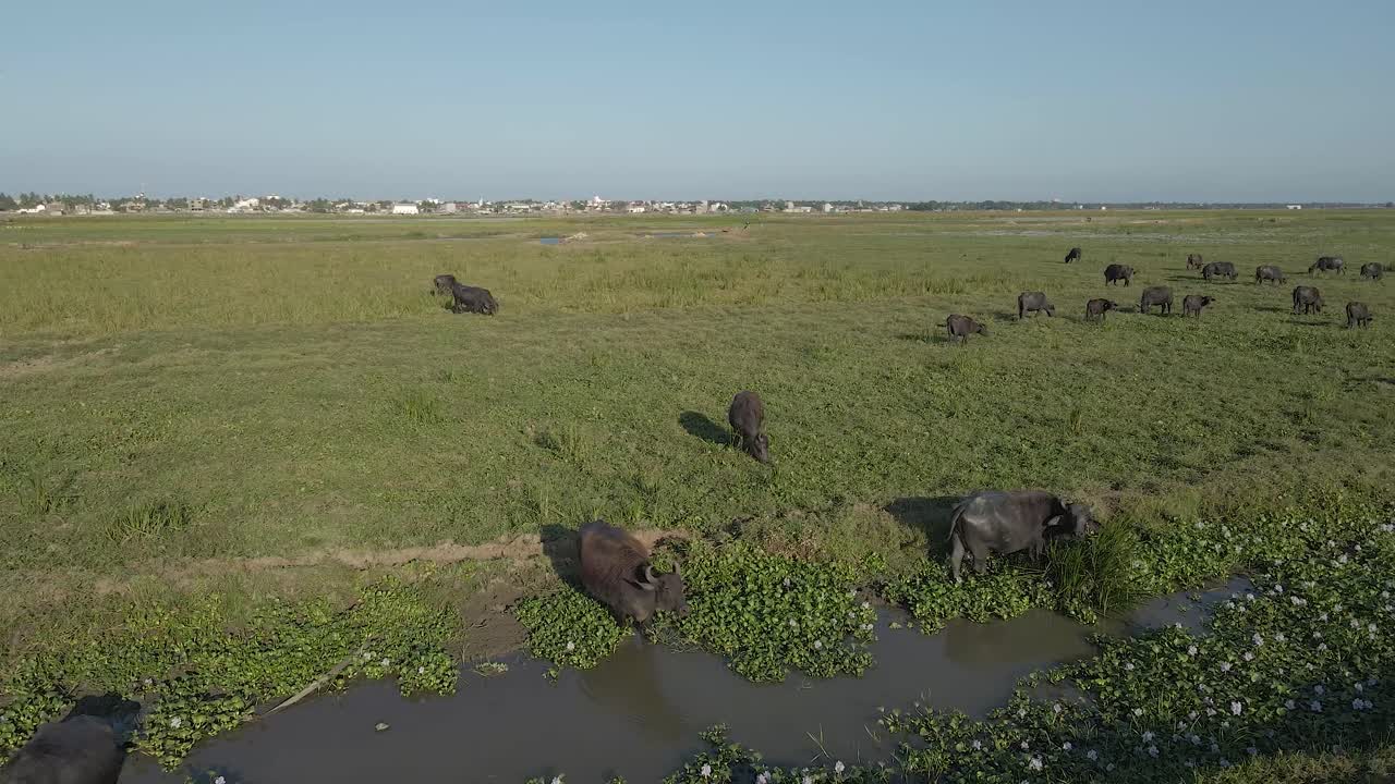 도시 근처 습지에서 풀을 뜯고 있는 검은 소 주변을 돌고 있는 공중 드론