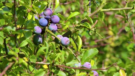 sloes hanging on a bough waiting to be be picked and used for flavouring gin