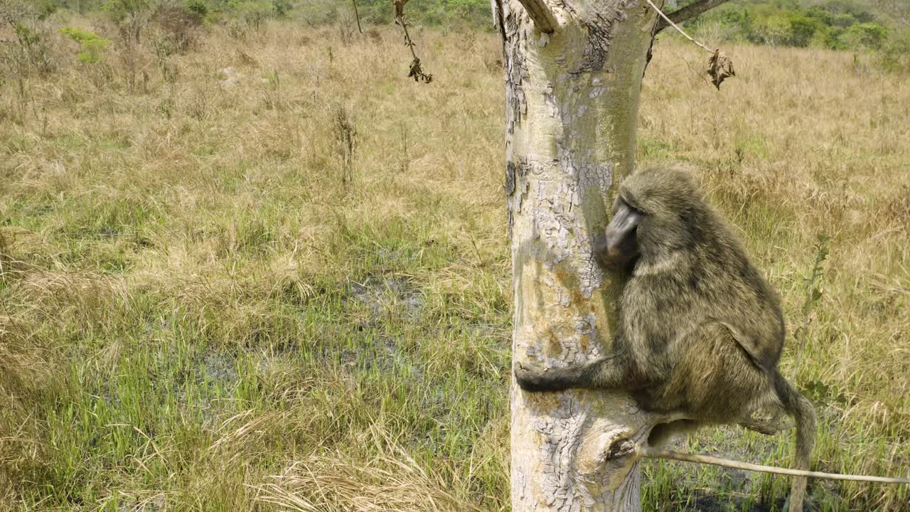babuino duerme en un árbol después de ser liberado bajo el sol brillante