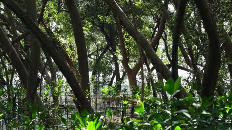 La-Cámara-Se-Aleja-Para-Revelar-Un-Hermoso-Bosque-De-Manglares,-Mangrove-Rhizophora,-Tailandia