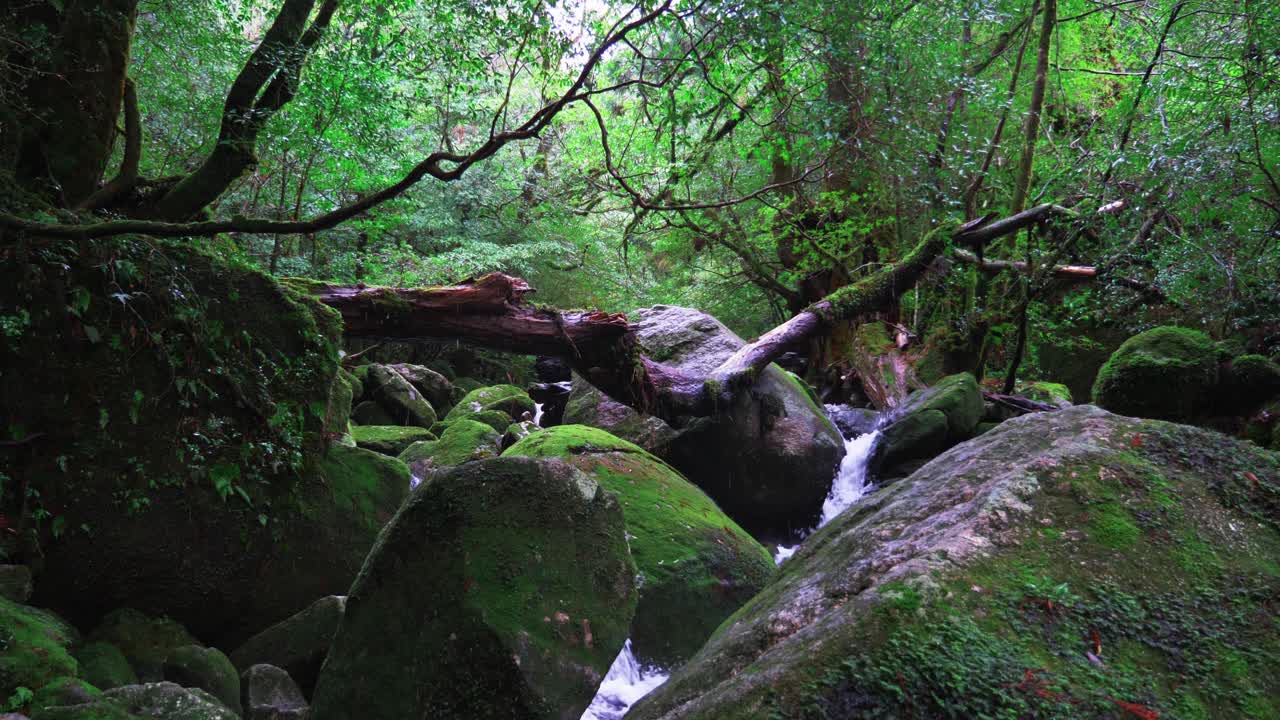 ghibli mononoke 숲의 스트림, 4k 느린