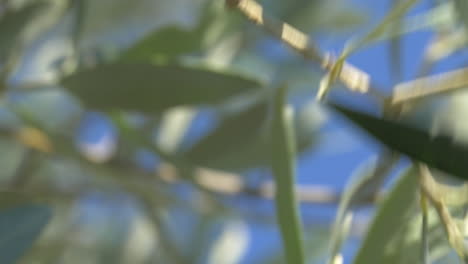 recogiendo a mano una oliva verde del árbol