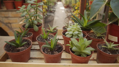 plantas suculentas variadas en la floristería