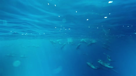 Pilot-whales-surfacing-to-breathe-in-deep-clear-blue-ocean-waters