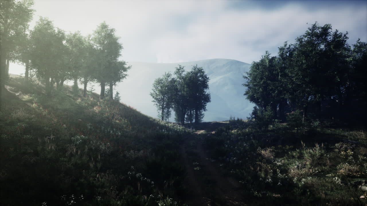 camino de bosque de montaña brumoso