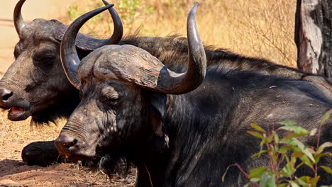 two african buffaloes resting in the savanna