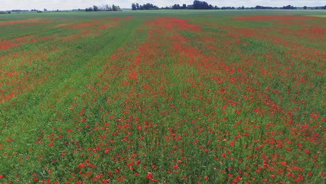 Blühende-Mohnblumen-Im-Mohnfeld.-Luftverfolgung-Linker-Schuss