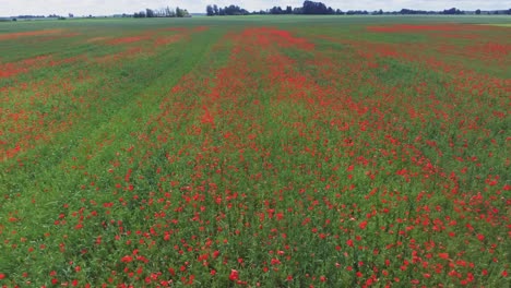 amapolas en flor en el campo de amapolas