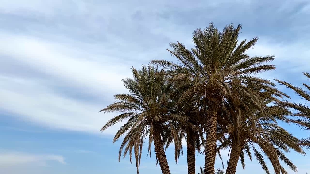 Date palm tree portrait blue sky in background white clouds green scenic leaf move triple tree together rural area town region desert mudbrick clay house architectural design local people living