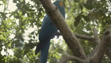 el impresionante loro guacamayo azul amarillo rojo en asia