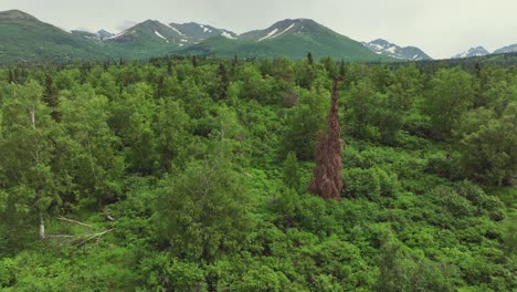 green forest and scenic mountain view in the countryside of anchorage, alaska