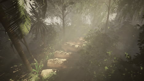 exploring a misty forest path in the early morning light