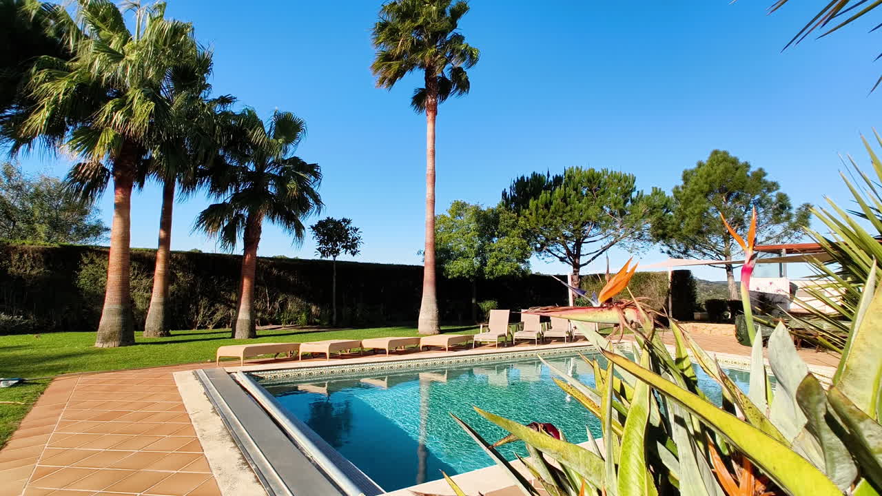 The pool deck with lounge chairs on the back, surrounded by lush green grass, palm trees, and pine trees. A tall hedge provides privacy, and a vibrant bird of paradise plant adds a tropical touch.