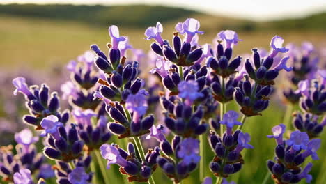 close-up of lavender flowers in a sunny field