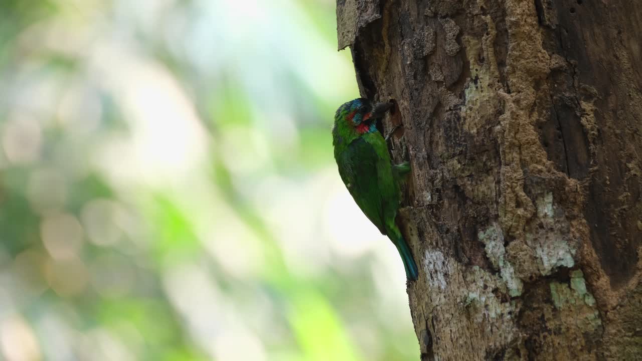 el macho está ocupado cavando un nido en un tronco de un árbol, el barbet de orejas azules psilopogon cyanotis, kaeng krachan, tailandia