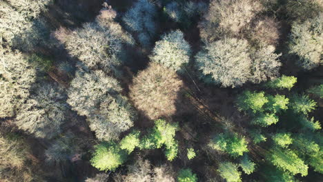 Elevándose-Sobre-Un-Dosel-Forestal-De-Hayas-Y-Coníferas-En-La-Campiña-Británica