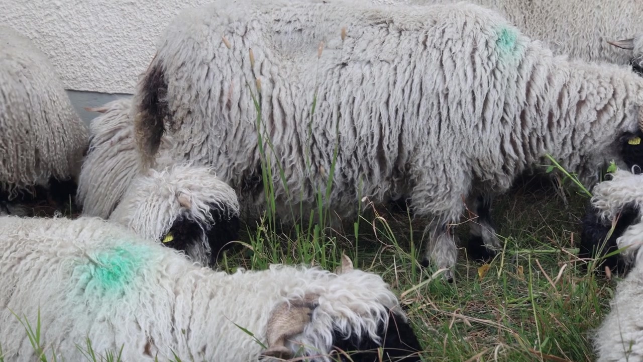 Grupo de ovelhas descansando e comendo grama, ovelhas da raça Valais Blacknose