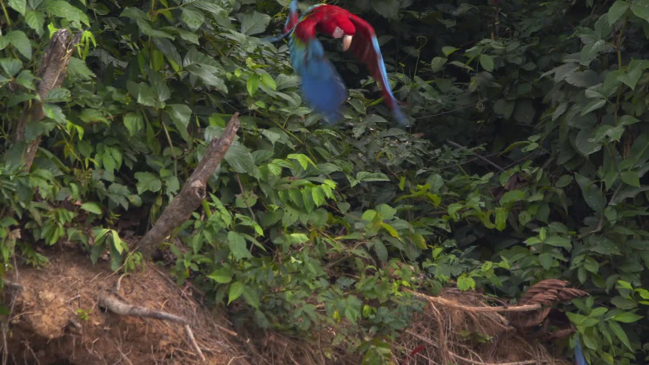 un par de guacamayos rojos y verdes despegan de su percha en el árbol por encima de la arcilla de chuncho en una increíble cámara lenta