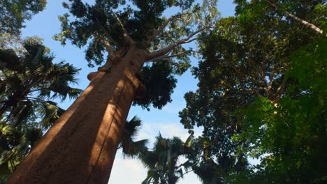 árboles altos en un bosque exuberante