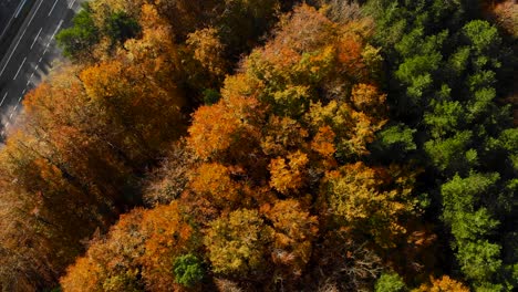 Schöner-Herbstwald-Von-Oben-Bei-Sonnenuntergang