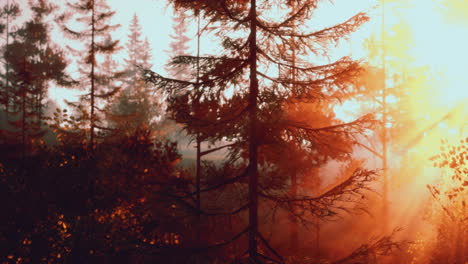 sunbeams through the trees in a misty forest