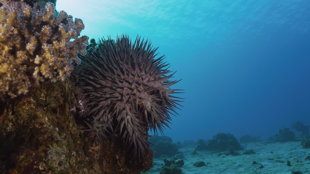 Crown-of-Thorns Starfish at 15m depth in the Red Sea, Eilat. These coral predators play a key role in reef ecosystems but can threaten coral health when overpopulated. Rare footage