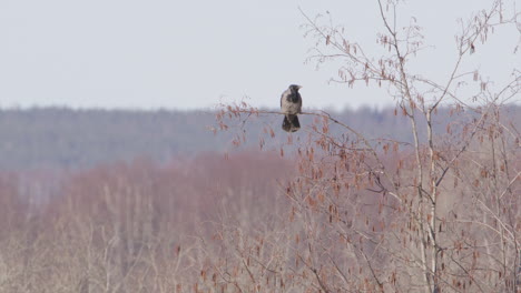 Hooded-crow-resting-on-a-branch-in-Sweden,-wide-shot