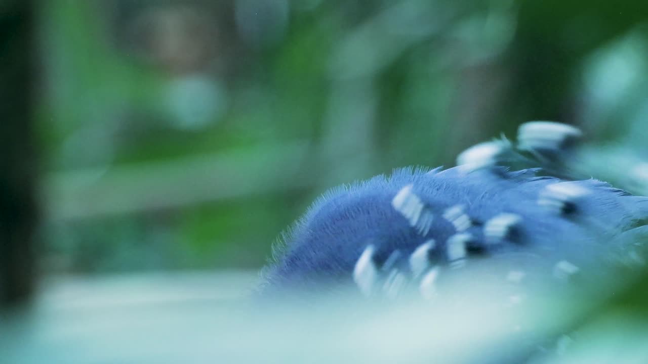 Victoria Crowned Pigeon