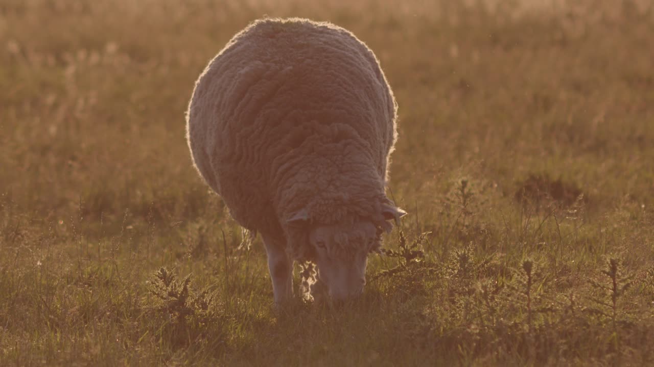 una cámara lenta de una oveja blanca pastando en el campo en un suave amanecer de ensueño