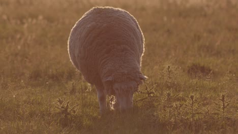 a slow motion of a white sheep grazing in the field at a soft dreamy sunrise