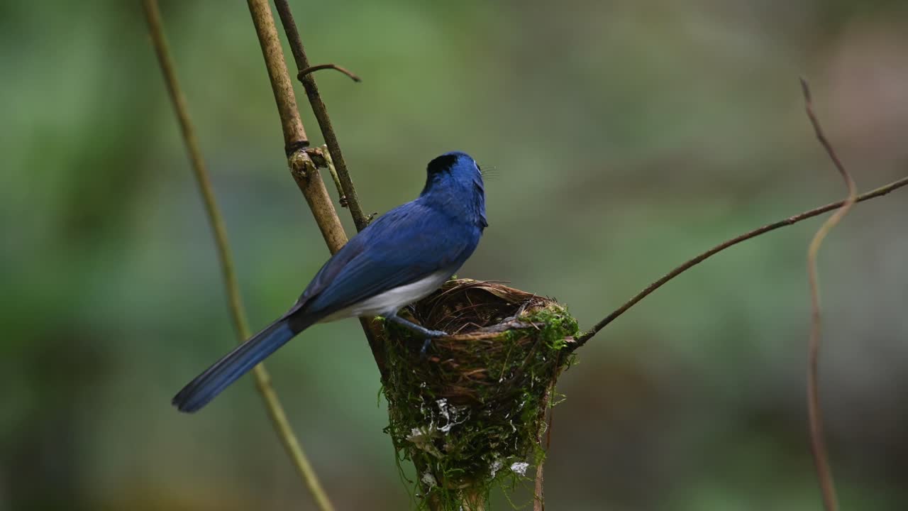 A male individual perched on its nests looking around while the nestlings are begging for food, Black-naped Blue Flycatcher, Hypothymis azurea, Kaeng Krachan, Thailand