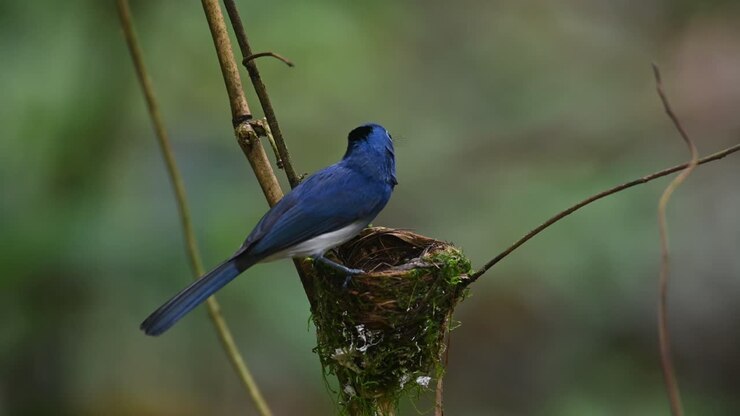 A male individual perched on its nests looking around while the nestlings are begging for food, Black-naped Blue Flycatcher, Hypothymis azurea, Kaeng Krachan, Thailand