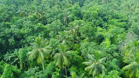 Vista-Aérea-O-Superior-Del-Bosque-Verde-Profundo-O-La-Selva-3