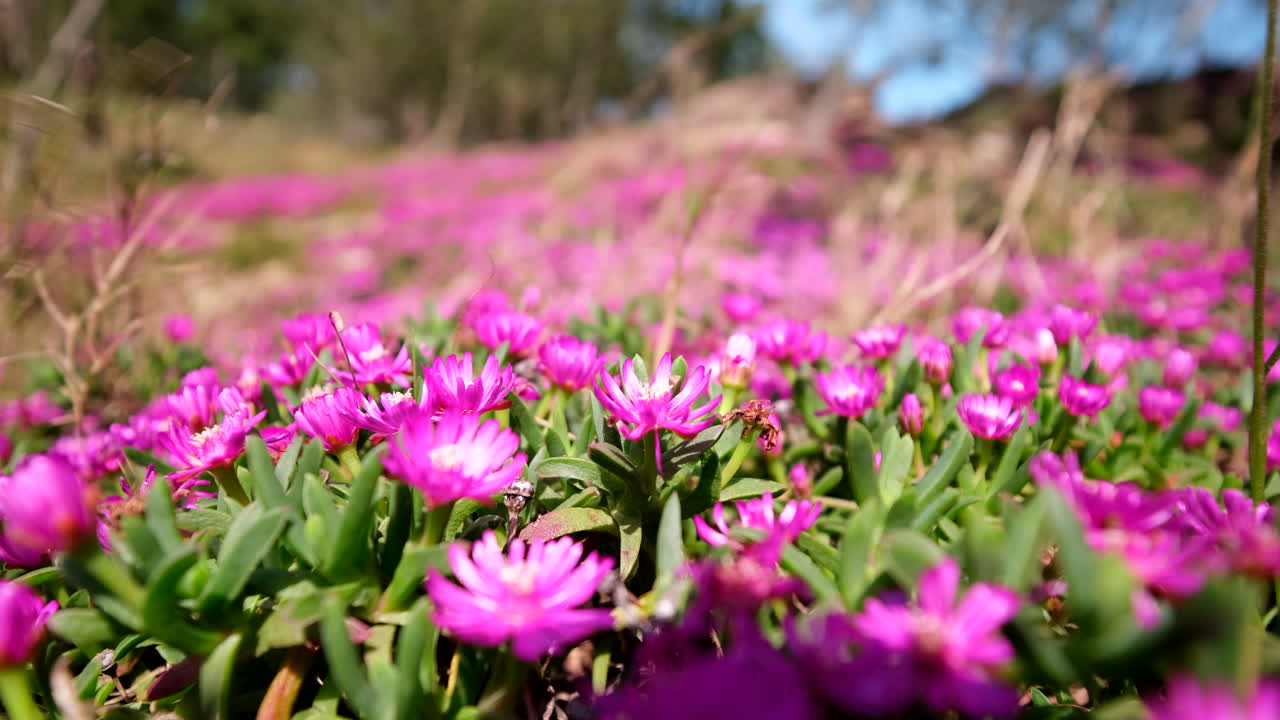 Pretty pink flowers in bloom of Delosperma iceplant on rocky soil, close-up