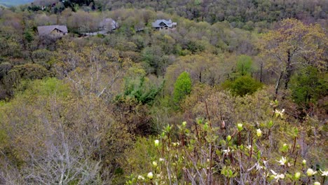 fraseri magnolia, mountain magnolia blooming in spring time