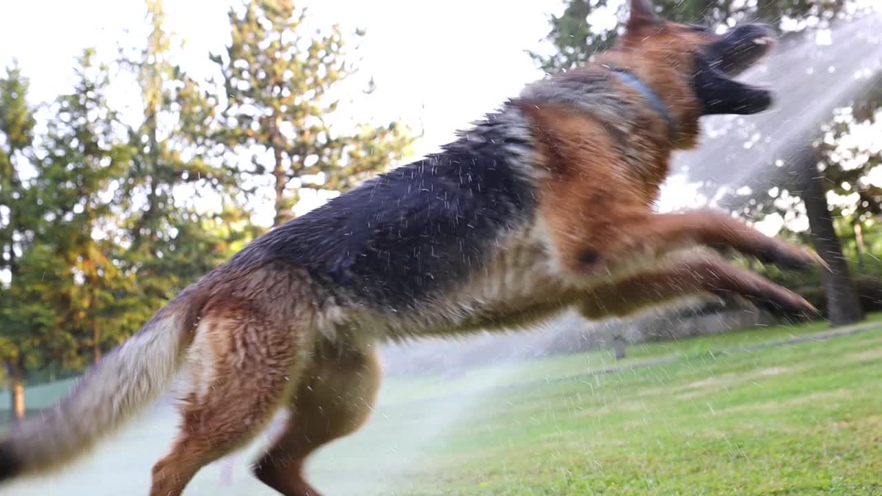 정원 호스, 목자, 슬로모 에서 뿌려진 물 을 잡으려고 하는 개 의 영화적 인 느린 동작  ⁇