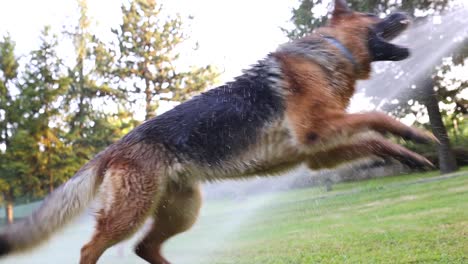 Cinematic-slow-motion-shot-of-dog-trying-to-catch-the-water-sprayed-from-a-garden-hose,-Sheperd,-Slomo