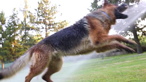 cinematic slow motion shot of dog trying to catch the water sprayed from a garden hose, sheperd, slomo