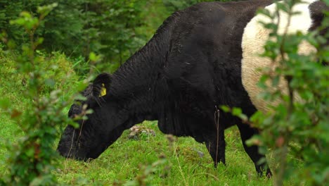 una joven vaca alpina negra y húmeda come hierba en el gosausee.