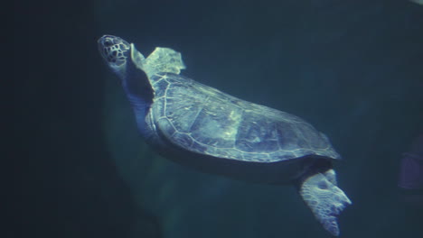 Tortuga-Marina-Nadando-Bajo-El-Agua-En-Cámara-Lenta