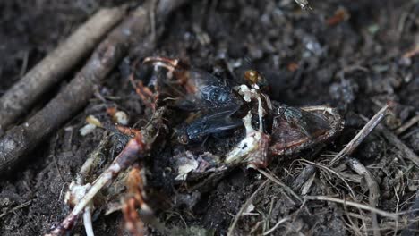 flies feeding on a dried up corpse of a frog