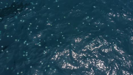 drone-overflight-a-concentration-of-many-"cannonball"-jellyfish-in-front-of-Puerto-Maya-beach,-located-in-the-state-of-Aragua,-Venezuela