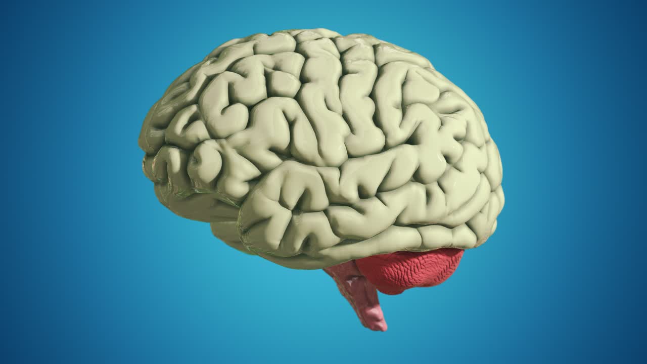 Seamless Loop of a D Brain Model on