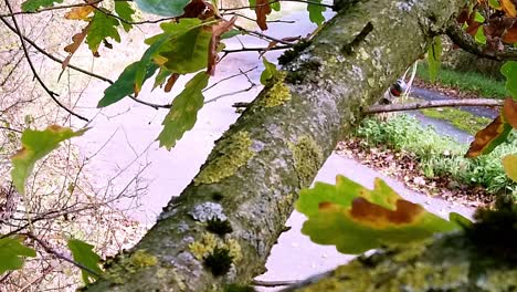 Líquenes,-Hepáticas-Y-Musgo-Creciendo-En-Una-Rama-De-Un-Roble-Y-Hojas-De-Roble-Moviéndose-En-El-Viento