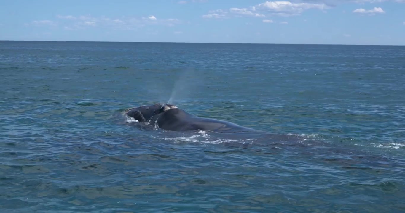 Baleia esguichando água em Puerto Pirámides, Argentina.