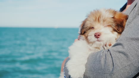 puppy by the sea