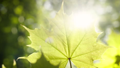 A-maple-leaf-swaying-in-the-wind