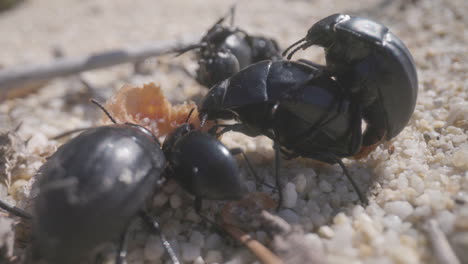 close up of beetles